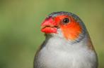Te koop aangeboden oranje kaakjes 2025, Meerdere dieren, Tropenvogel