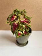 Siernetel Coleus bordeaux kamerplant planten 34 cm in pot, Huis en Inrichting, Kamerplanten, Ophalen, Overige soorten, Halfschaduw