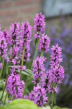 Stachys monnieri Hummelo in een P9 pot., Tuin en Terras, Planten | Tuinplanten, Overige soorten, Volle zon, Vaste plant, Ophalen of Verzenden