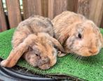Jonge nederlandse hangoordwerg konijntjes!, Dieren en Toebehoren, Konijnen, Mannelijk, Dwerg, Hangoor, 0 tot 2 jaar
