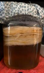 Scoby voor kombucha, Diversen, Levensmiddelen, Ophalen