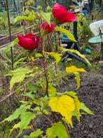 Hibiscus, foto's van 18.10.2024, Tuin en Terras, Planten | Tuinplanten, Ophalen of Verzenden, Zomer, Overige soorten, Volle zon