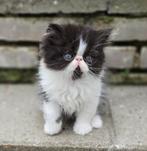 Perzisch langharig katertje, Dieren en Toebehoren, Katten en Kittens | Raskatten | Langhaar, Kater, Ontwormd