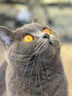 Lieve britse korthaar poes zoekt liefdevol rustig thuis, Dieren en Toebehoren, Katten en Kittens | Raskatten | Korthaar, Poes