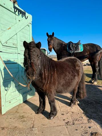 Verzorgpony’s aangeboden/verzorger gezocht beschikbaar voor biedingen