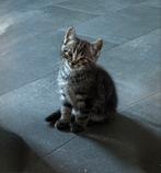 Lieve kitten met verhaal zoekt gouden mandje, Meerdere dieren, Kortharig, 0 tot 2 jaar