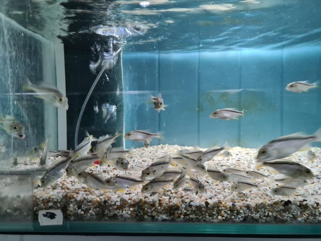 Buccochromis Nototaenia Malawi Cichliden