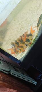 Clown botia 6x, Dieren en Toebehoren, Vissen | Aquariumvissen, Vis