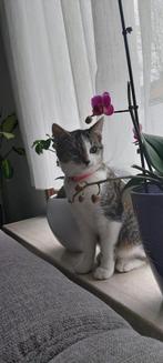 Lieve katten te koop, Dieren en Toebehoren, Kater
