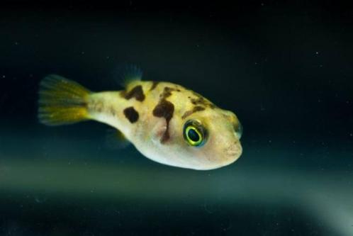 Dwerg Zoetwater kogelvis (1,5 -2,0 cm), Dieren en Toebehoren, Vissen | Aquariumvissen, Zoetwatervis, Vis