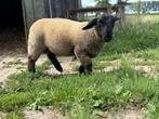 Suffolk jonge ram, Dieren en Toebehoren, Schapen, Geiten en Varkens, Mannelijk, Schaap, 0 tot 2 jaar