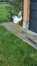 Mooie Wyandotte kriel haan, columbia wit/zwart van 2025, Dieren en Toebehoren, Mannelijk, Kip