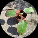 Philodendron Red Sun (?) kamerplant🪴OPHALEN🪴, Ophalen, Overige soorten, Halfschaduw, In pot