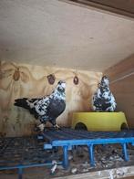 Kelebek, Dieren en Toebehoren, Vogels | Duiven