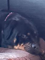 Rottweiler teefje met stamboom, Dieren en Toebehoren, Overige rassen, 1 tot 2 jaar, Teef, Parvo