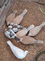 Lachduifjes  /tortelduifjes, Dieren en Toebehoren, Vogels | Duiven, Meerdere dieren, Postduif