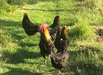 Kruising Drents Hoen x Brahma/Maran., Vrouwelijk, Kip