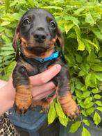 Mooie DwergTeckel Pups bijna 10 week  4 reutjes, CDV (hondenziekte), 8 tot 15 weken, Korthaar, Dwerg
