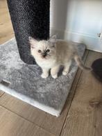 Ragdoll blue mitted katertje met stamboom, Kater, Gechipt, 0 tot 2 jaar