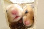 Goudhamsters hamster  hamsters, Meerdere dieren, Hamster, Na 1 juli 2024, Tam