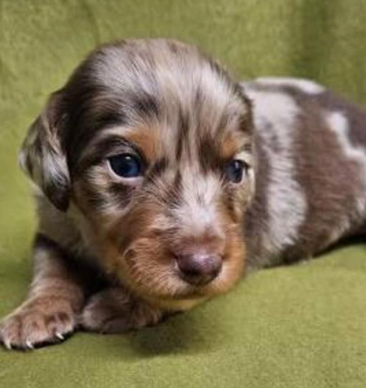 Prachtig teckel merle langhaar teefje, Dieren en Toebehoren, Honden | Chihuahua's en Gezelschapshonden, Teef, Overige rassen, Particulier