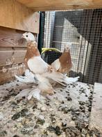 Kopel, Dieren en Toebehoren, Vogels | Overige Vogels, Meerdere dieren