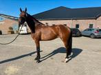 Zeer kwaliteitsvolle merrie te koop, Dieren en Toebehoren, Paarden, Merrie, Gechipt, Dressuurpaard, Zadelmak