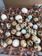 Japanse kwartel broedeieren, Dieren en Toebehoren