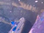 Grote groep oranje ogen, Dieren en Toebehoren, Vissen | Aquariumvissen, Vis