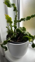 Epiphyllum phyllanthus, leuke kamerplant, Huis en Inrichting, Groene kamerplant, Ophalen, Halfschaduw, Minder dan 100 cm