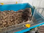 Tamme ratten, Dieren en Toebehoren, Knaagdieren, Mannelijk, Rat, Voor 1 juli 2024, Tam