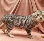 TK Zilverbengaal dekkater raszuiver - draagt charcoal, Dieren en Toebehoren, Kater, Gechipt, 6 jaar of ouder