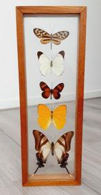 Vintage 5 vlinders taxidermie binnen hout en glas, Verzamelen, Dierenverzamelingen, Verzenden