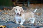 Langharige Dwerg Teckel pup | Reutje, Dieren en Toebehoren, Nederland, 15 weken tot 1 jaar, Reu, CDV (hondenziekte)