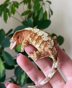 RTB Wimpergekko man, Dieren en Toebehoren, Hagedis, 0 tot 2 jaar