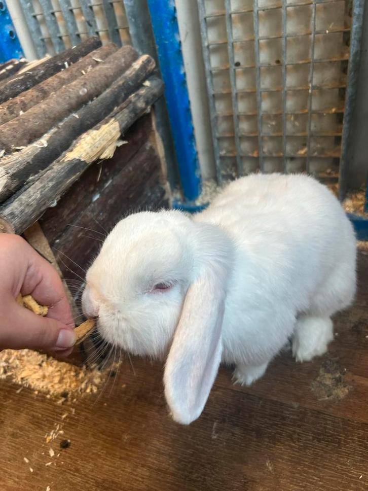 Lieve konijnen zoeken een goed huis!!, Dieren en Toebehoren, Konijnen, Vrouwelijk