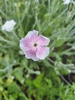 Lychnis coronaria ' Angels Blush' zaden, prikneus, Ophalen of Verzenden, Volle zon