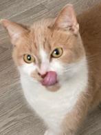 Kater zoekt een nieuw huisje, Kater, 6 jaar of ouder