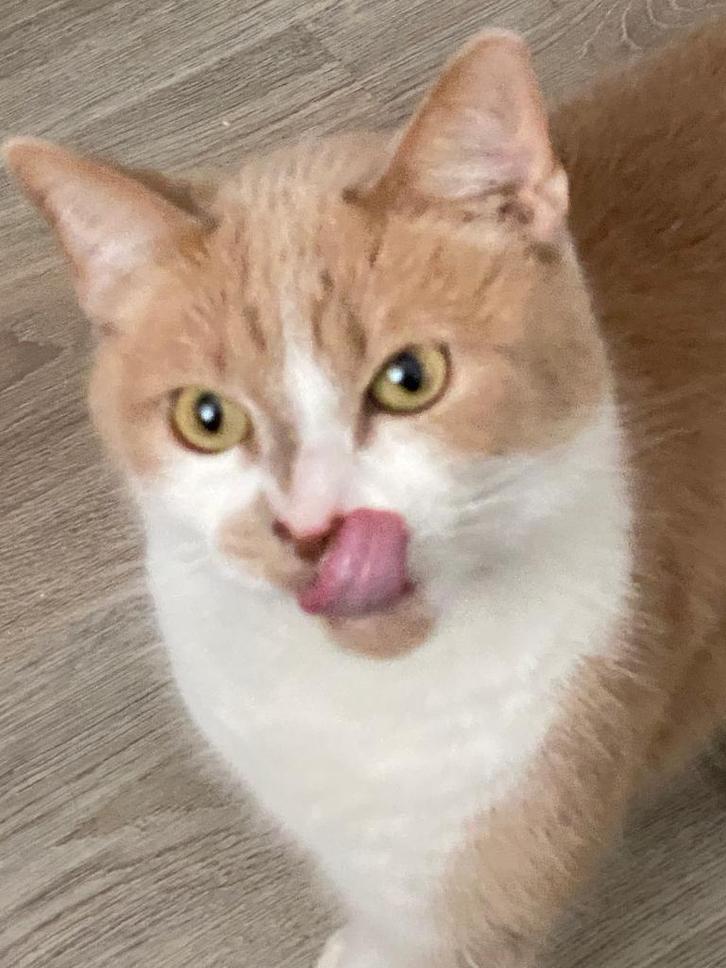 Kater zoekt een nieuw huisje, Dieren en Toebehoren, Katten en Kittens | Raskatten | Korthaar, Kater, 6 jaar of ouder