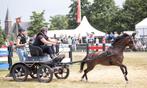 Sport pony met veel talent, Dieren en Toebehoren, Pony's, 3 tot 6 jaar, L, B pony (1.17m tot 1.27m), Tuigpony