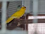 Diverse Kakariki's, Meerdere dieren, Parkiet