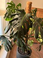 Monsteraplant / Gatenplant, Ophalen, 100 tot 150 cm, Overige soorten, Halfschaduw