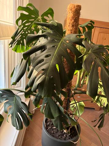 Monsteraplant / Gatenplant beschikbaar voor biedingen