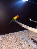 Kweekkoppel zonparkieten bewezen, Dieren en Toebehoren, Vogels | Parkieten en Papegaaien, Meerdere dieren, Papegaai