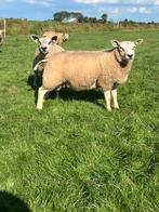 Texelaar dekrammen, Dieren en Toebehoren, Schapen, Geiten en Varkens, Mannelijk, Schaap