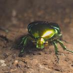 Larven Protaetia Speciosissima, Dieren en Toebehoren, Insecten en Spinnen, Overige soorten