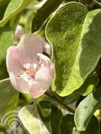 Cydonia oblonga fruit kweepeer voedselbos fruittuin oud ras, Volle zon, Vaste plant, Ophalen of Verzenden, Fruitplanten