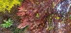 Acer japonicum, Tuin en Terras, Planten | Bomen, Ophalen, Bloeit niet, Halfschaduw, Overige soorten