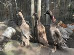 3 lieve Indische loopeendjes, Dieren en Toebehoren, Pluimvee, Meerdere dieren, Eend