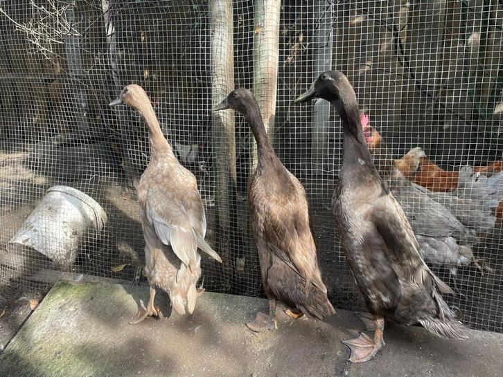 3 lieve Indische loopeendjes, Dieren en Toebehoren, Pluimvee, Eend, Meerdere dieren